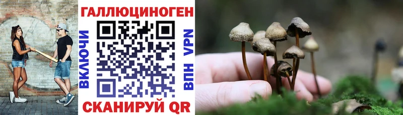 Купить где  Богданович  Псилоцибиновые грибы Magic Shrooms 